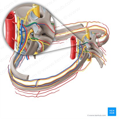 Rama dorsal de la arteria intercostal posterior (Ramus dorsalis arteriae intercostalis posterioris); Imagen: Paul Kim