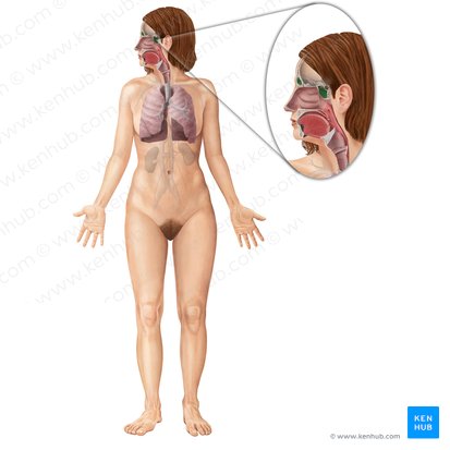 Paranasal sinuses (Sinus paranasales); Image: Begoña Rodriguez