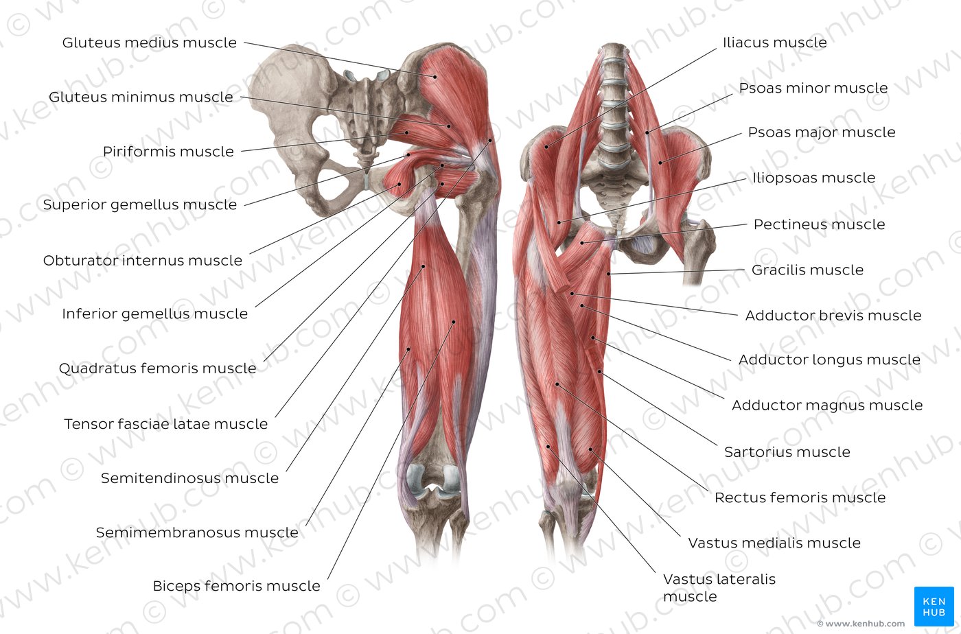 Hip flexor muscles diagram