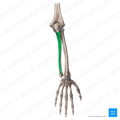 Superfície posterior da ulna (Facies posterior ulnae); Imagem: Yousun Koh