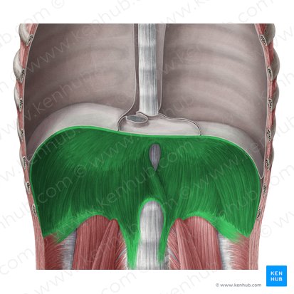 Diaphragm (Diaphragma); Image: Yousun Koh