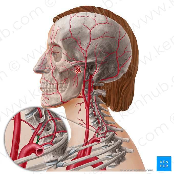 Truncus thyrocervicalis (Schilddrüsen-Hals-Stamm); Bild: Yousun Koh