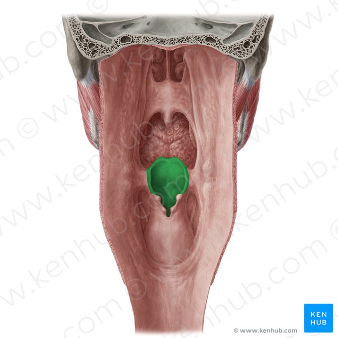 Epiglotis (Epiglottis); Imagen: Yousun Koh