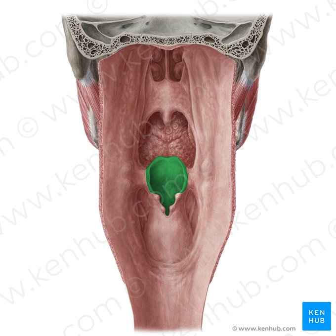 Epiglottis (Kehldeckel); Bild: Yousun Koh