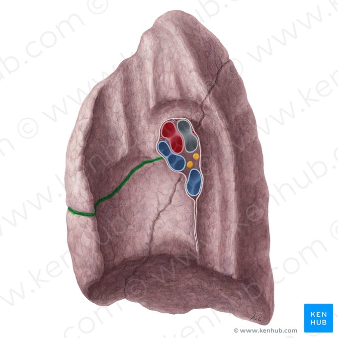 Fisura horizontal del pulmón derecho (Fissura horizontalis pulmonis dextri); Imagen: Yousun Koh