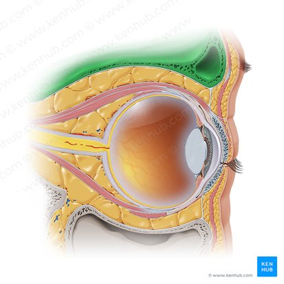 Techo de la órbita (Paries superior orbitae); Imagen: Paul Kim