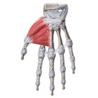 Thenar muscles