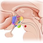 Limbisches System