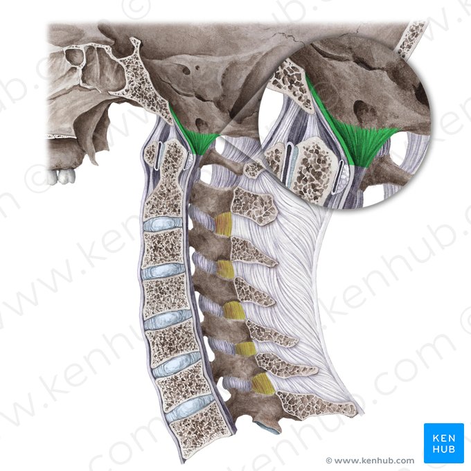 Membrana tectoria de la colonne vertébrale cervicale (Membrana tectoria columnae vertebralis cervicali); Image : Liene Znotina