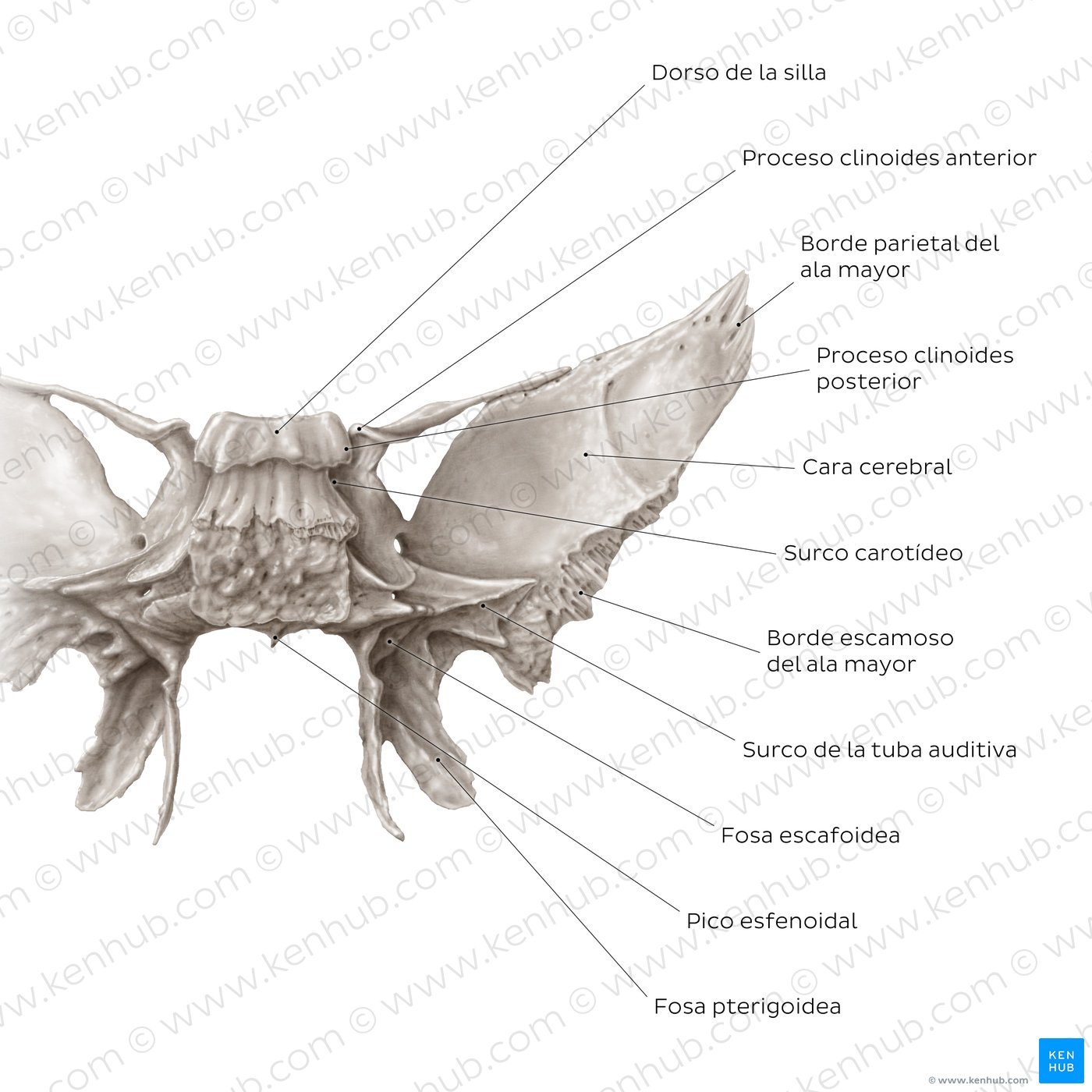 Hueso esfenoides (vista posterior)