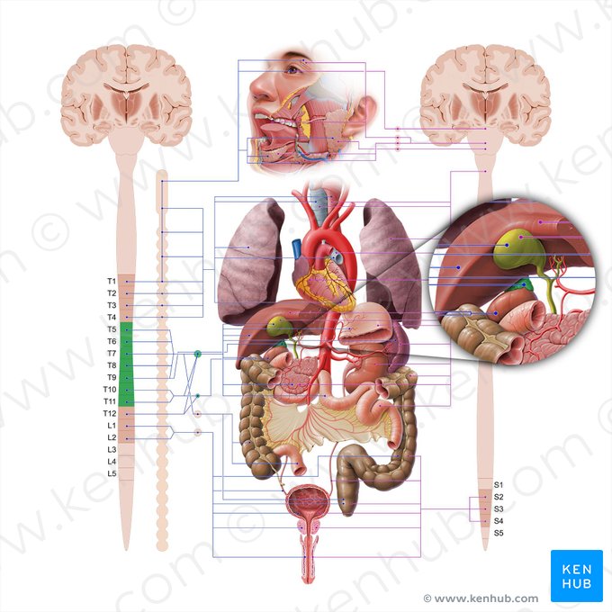 Suprarenal gland (Glandula suprarenalis); Image: Paul Kim