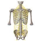 Main nerves of the trunk