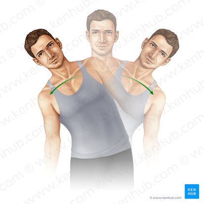 Lateral flexion of vertebral column (Flexio lateralis columnae vertebralis); Image: Paul Kim