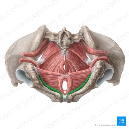 Músculo isquiocavernoso (feminino) (Musculus ischiocavernosus (femininus)); Imagem: Liene Znotina