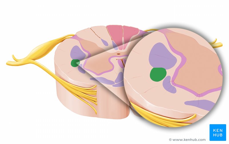 Rubrospinal tract - axial view