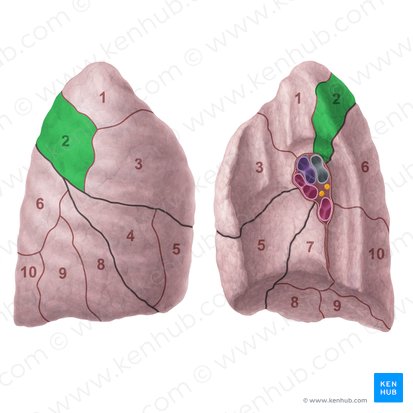 Segmento posterior do pulmão direito (Segmentum posterius pulmonis dextri); Imagem: Paul Kim