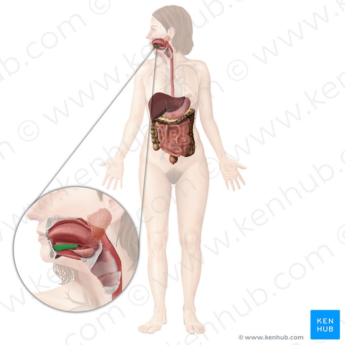 Glândula sublingual (Glandula sublingualis); Imagem: Begoña Rodriguez