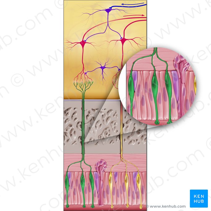 Epitheliocytus neurosensorius olfactorius (Olfaktorisches sensorisches Neuron); Bild: Paul Kim