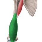 Musculus brachialis