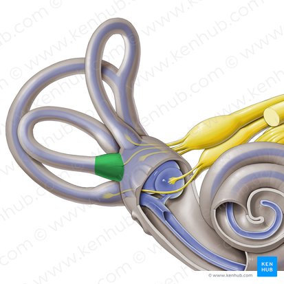 Ampulla ossea lateralis (Seitliche knöcherne Ampulle); Bild: Paul Kim