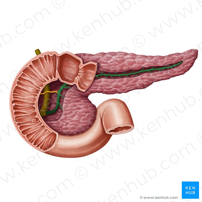 Ducto pancreático (Ductus pancreaticus); Imagem: Irina Münstermann