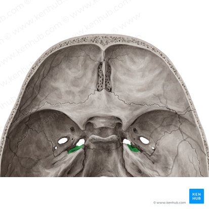 Trigeminal impression of temporal bone (Impressio trigeminalis ossis temporalis); Image: Yousun Koh