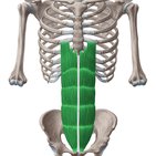 Anterior abdominal muscles