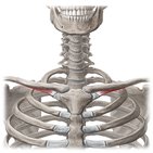 Subclavius muscle
