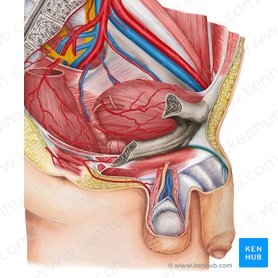 Dorsal artery of penis (Arteria dorsalis penis); Image: Irina Münstermann