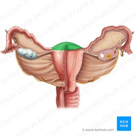 Fundo do útero (Fundus uteri); Imagem: Samantha Zimmerman