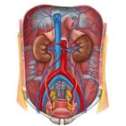 Urinary system