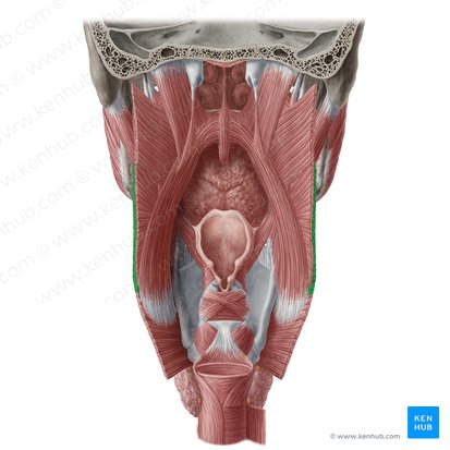Thyropharyngeal part of inferior pharyngeal constrictor muscle (Pars thyropharyngea musculi constrictoris pharyngis inferioris); Image: Yousun Koh