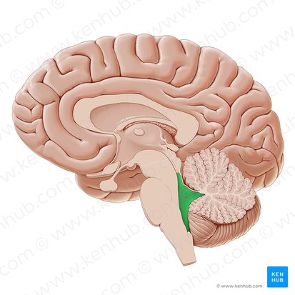 Fourth ventricle (Ventriculus quartus); Image: Paul Kim