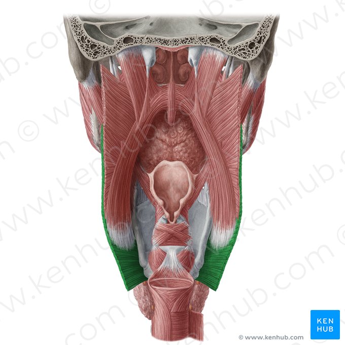 Músculo constritor inferior da faringe (Musculus constrictor inferior pharyngis); Imagem: Yousun Koh