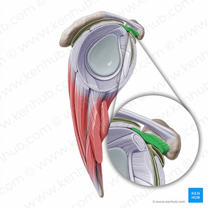 Ligamento coracohumeral (Ligamentum coracohumerale); Imagen: Paul Kim