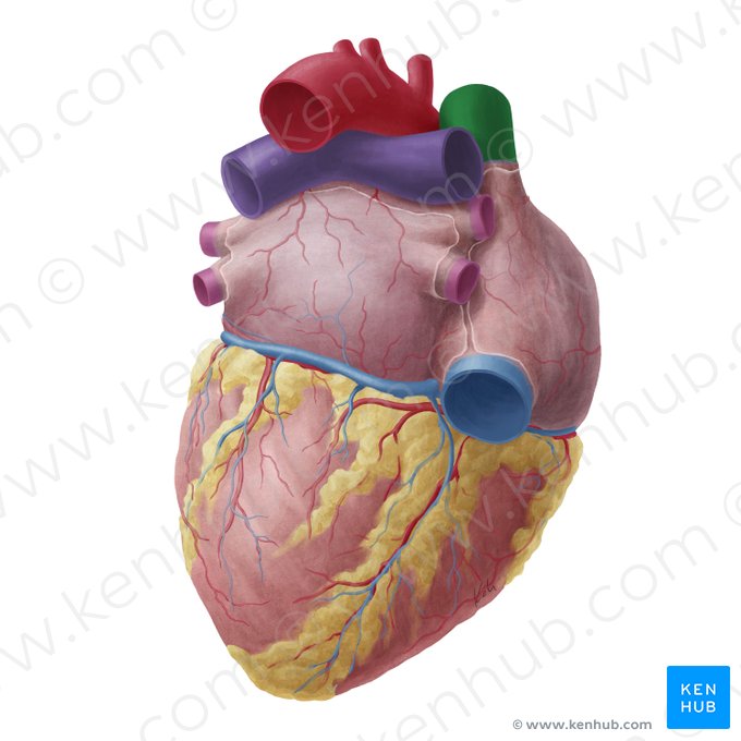 Superior vena cava (Vena cava superior); Image: Yousun Koh