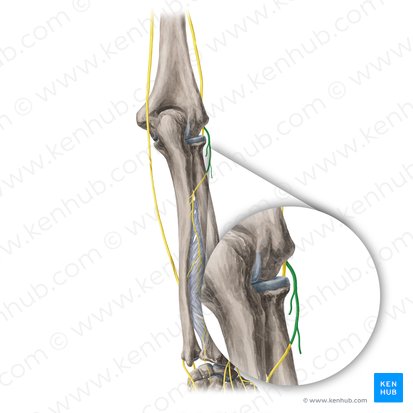 Ramo profundo do nervo radial (Ramus profundus nervi radialis); Imagem: Yousun Koh