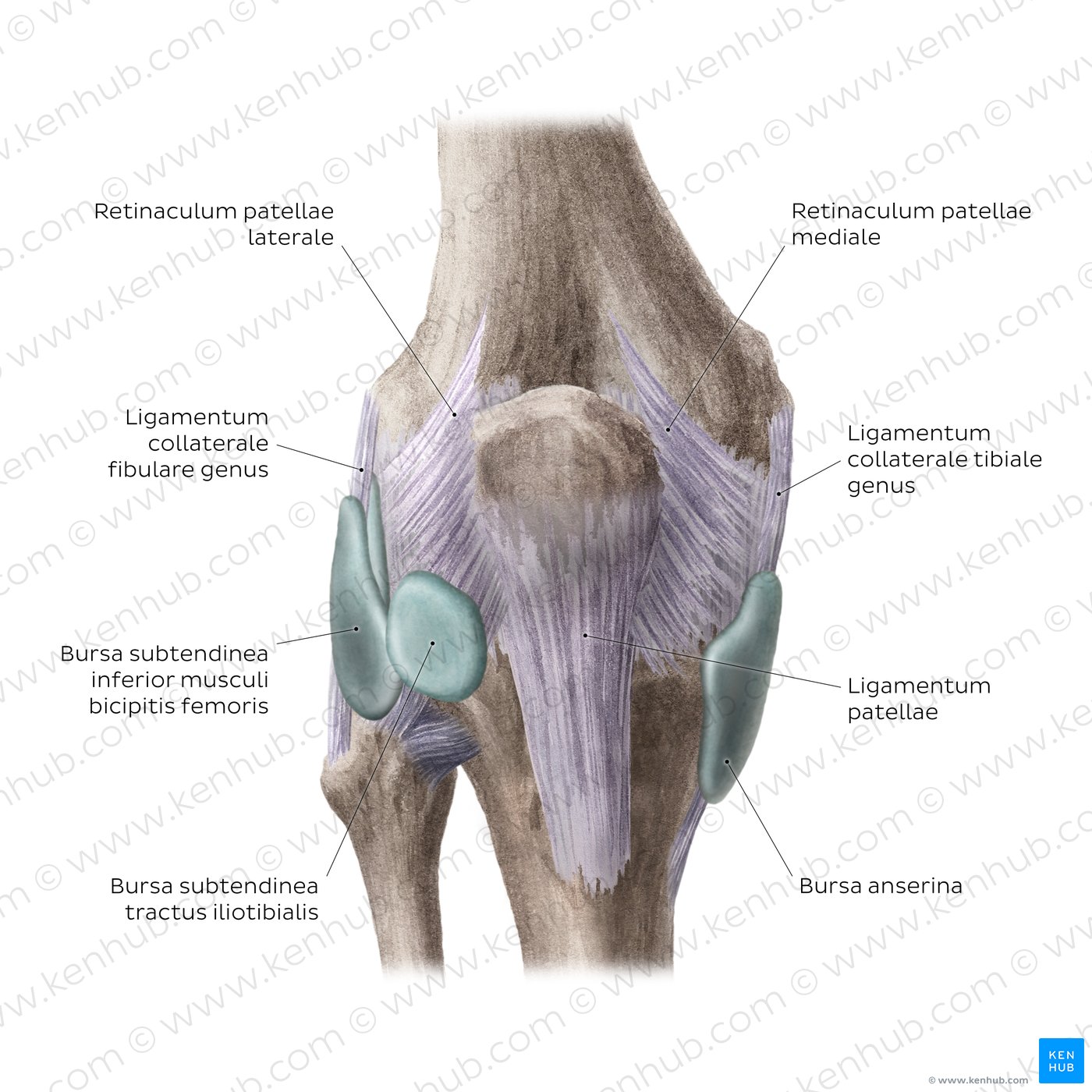 Kniegelenk: Schleimbeutel und extrakapsuläre Bänder (anteriore Ansicht)