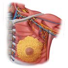 Drainage lymphatique du sein féminin