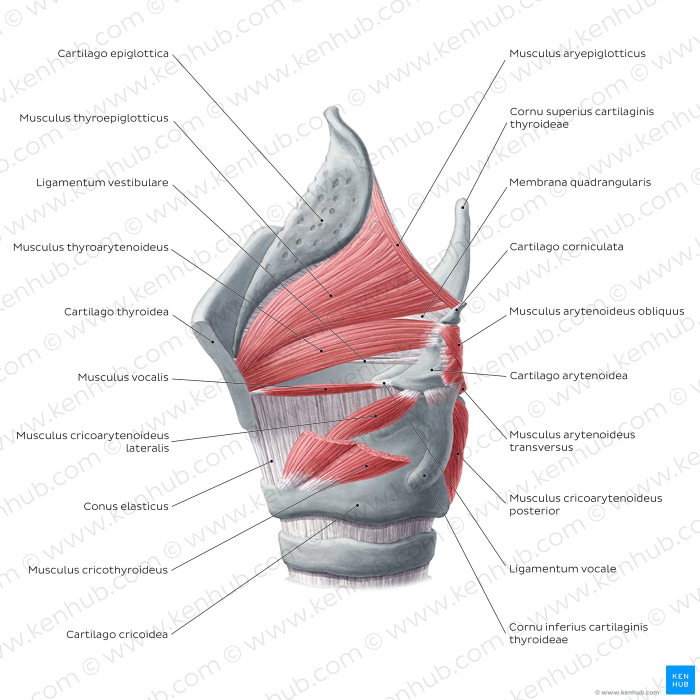 Muskeln des Larynx - laterale Ansicht