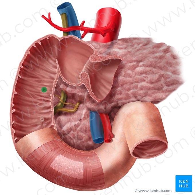 Papila duodenal menor (Papilla minor duodeni); Imagem: Begoña Rodriguez