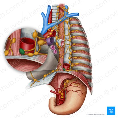 Nodus lymphoideus interaorticooesophagealis (Interaorticoösophagealer Lymphknoten); Bild: Irina Münstermann