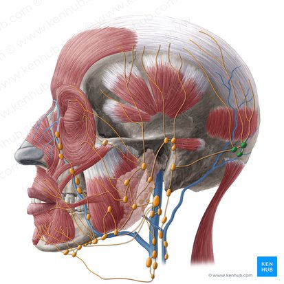 Linfonodos occipitais (Nodi lymphoidei occipitales); Imagem: Yousun Koh