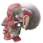 Musculus auricularis posterior