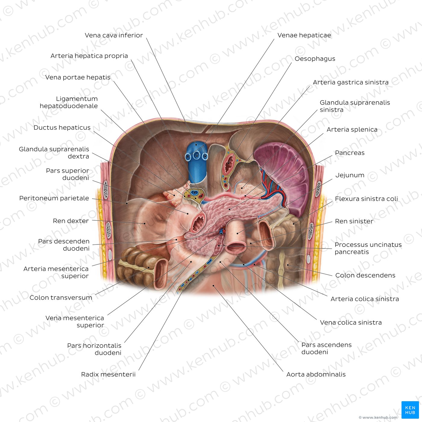 Nieren in situ und benachbarte Organe