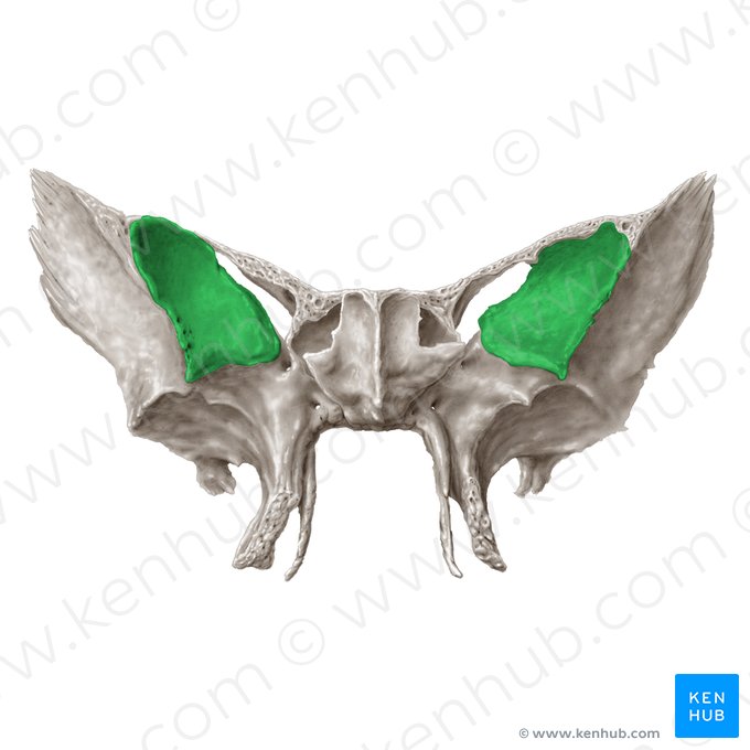 Orbital surface of greater wing of sphenoid bone (Facies orbitalis alae majoris ossis sphenoidalis); Image: Samantha Zimmerman