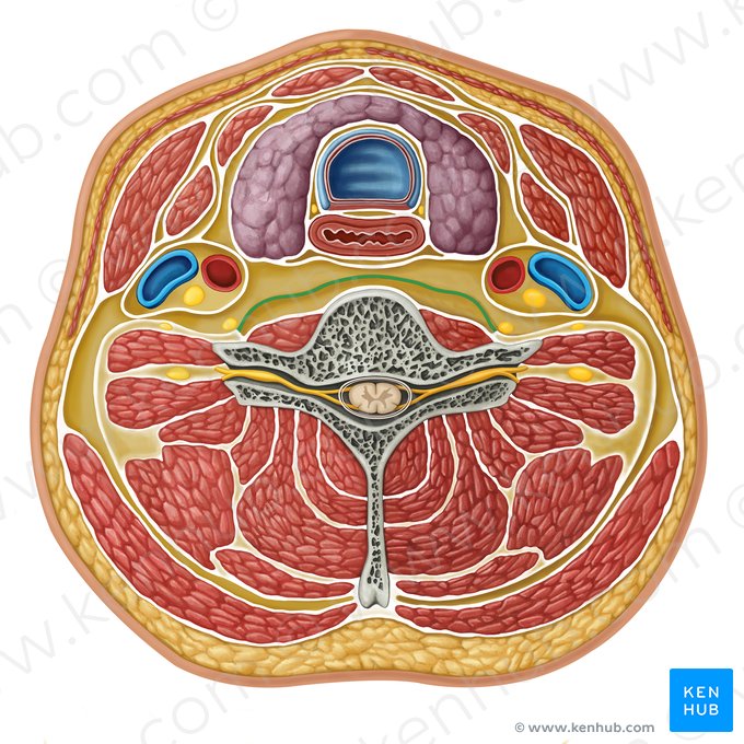 Alar fascia (Fascia alaris); Image: Irina Münstermann