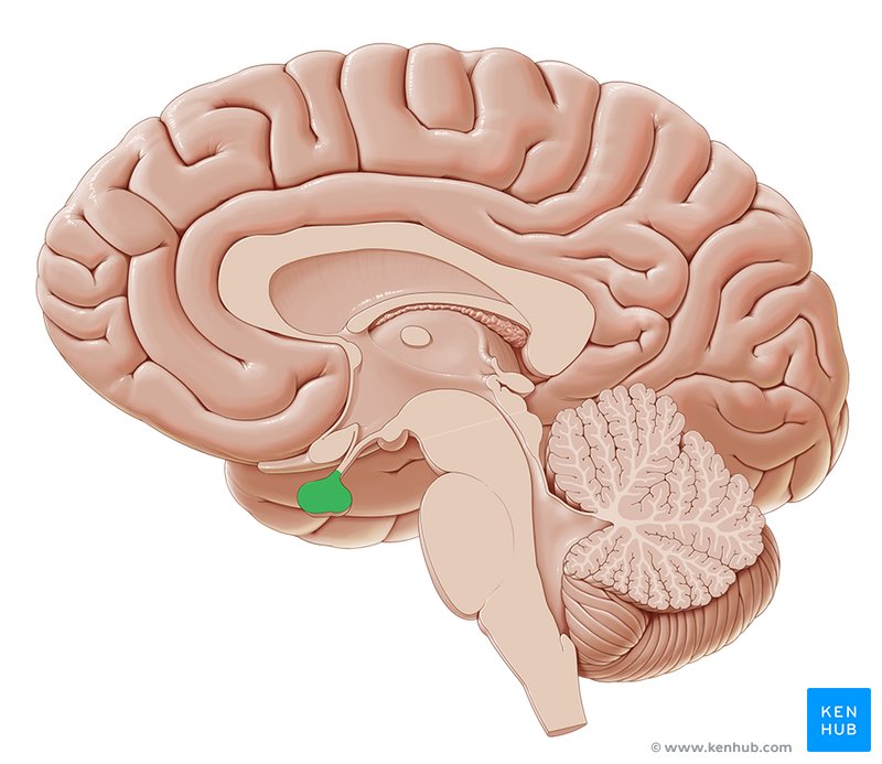 Pituitary gland - medial view