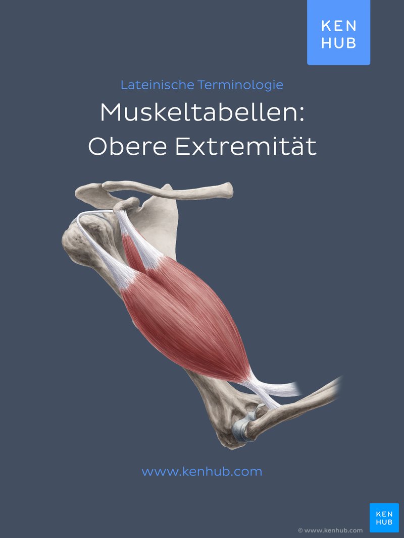 Muskeltabellen: Obere Extremität
