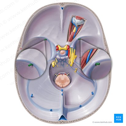 Vena media superficialis cerebri (Oberflächliche mittlere Hirnvene); Bild: Paul Kim